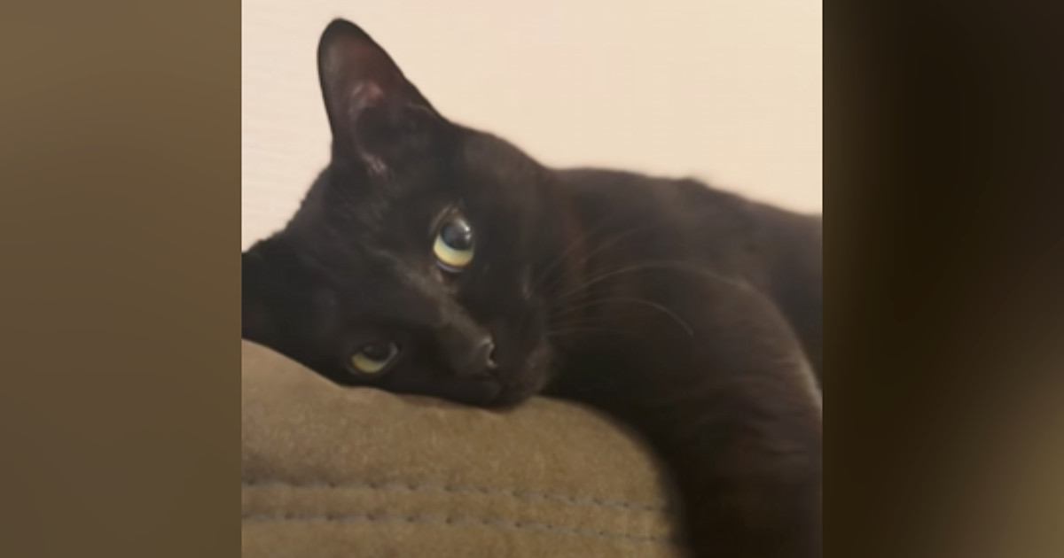 天気を気にする飼い主さん→隣には『くつろぐ黒猫』がいて…表情が可愛すぎると48万再生「うっとりとした顔がたまらん」「母性爆発した」