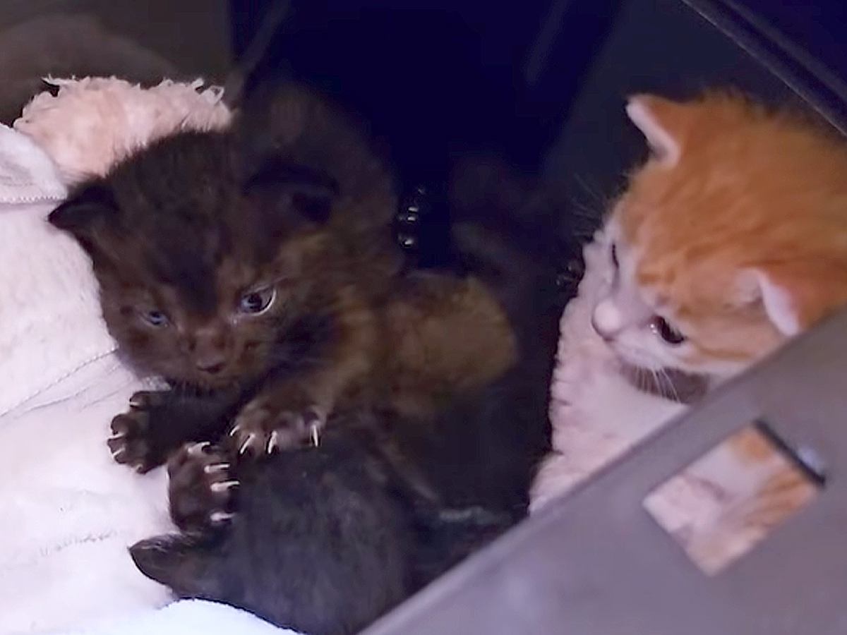 母猫に“育児放棄”された３匹の子猫→ミルクがうまく飲めず、点滴をしていたが…完全に想定外の展開が20万再生「自然に涙が」「たまらん」