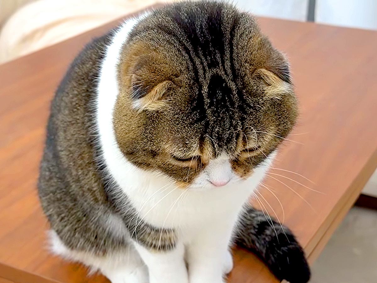 外出中のママを探し回る猫→帰りが待ちきれず、玄関で…見守りカメラがとらえた『健気な光景』に反響「愛情ニャルソック」「ママ大好きだもんね」