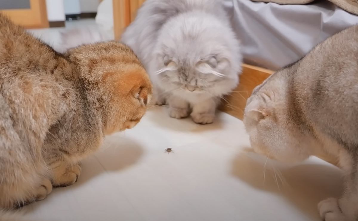 お家に現れた『小さな虫』→気付いた"子猫たち"が総出で撃退しようとした結果…まさかの光景に「かわいいｗ」「悲鳴上げちゃった」と反響