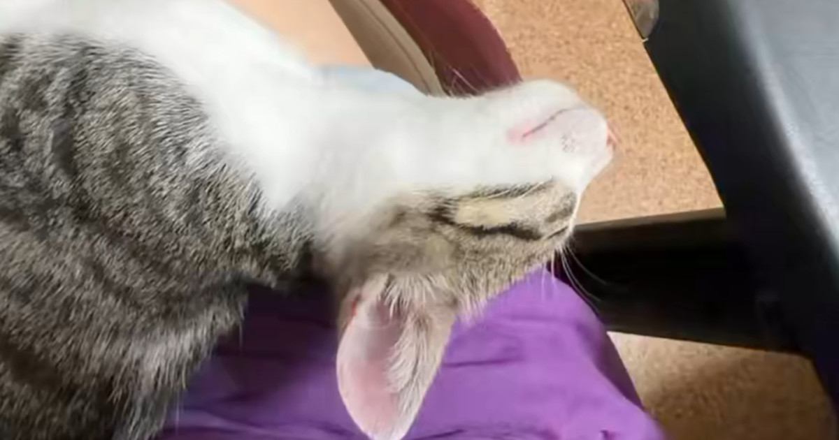 膝の上でお昼寝する『生後3か月の保護子猫』→足先に触れてみると…あまりにも『無防備すぎる寝姿』に2万いいね「見事に力が抜けてる」