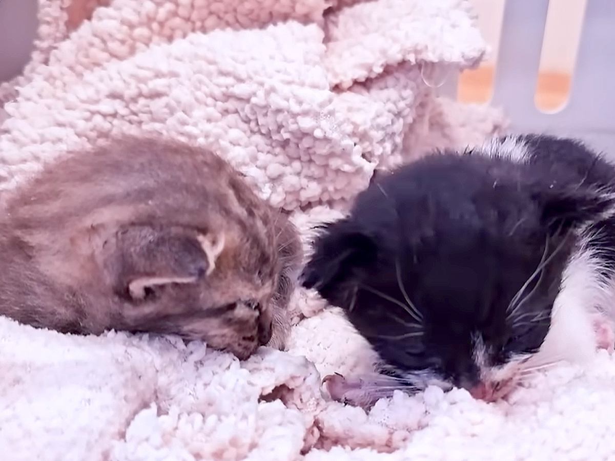 カラスに襲われていた２匹の赤ちゃん猫を保護→ミルクを全然飲めず心配していたら…『まさかの展開』に「生きることを選んでくれてありがとう」