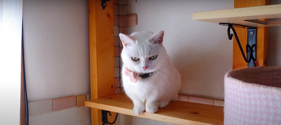 マンチカンの猫きょうだいが仲良くお昼寝♡ 寝心地を確かめるように移動する様子がおもしろい！