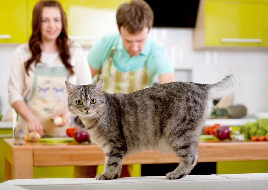 可愛い愛猫に食べさせたい手作りおやつ♪