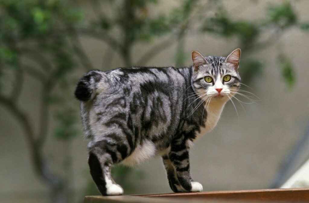 【獣医師監修】ジャパニーズボブテイルは飼いやすい？猫種の性格や飼う前の注意点・価格相場まで徹底解説