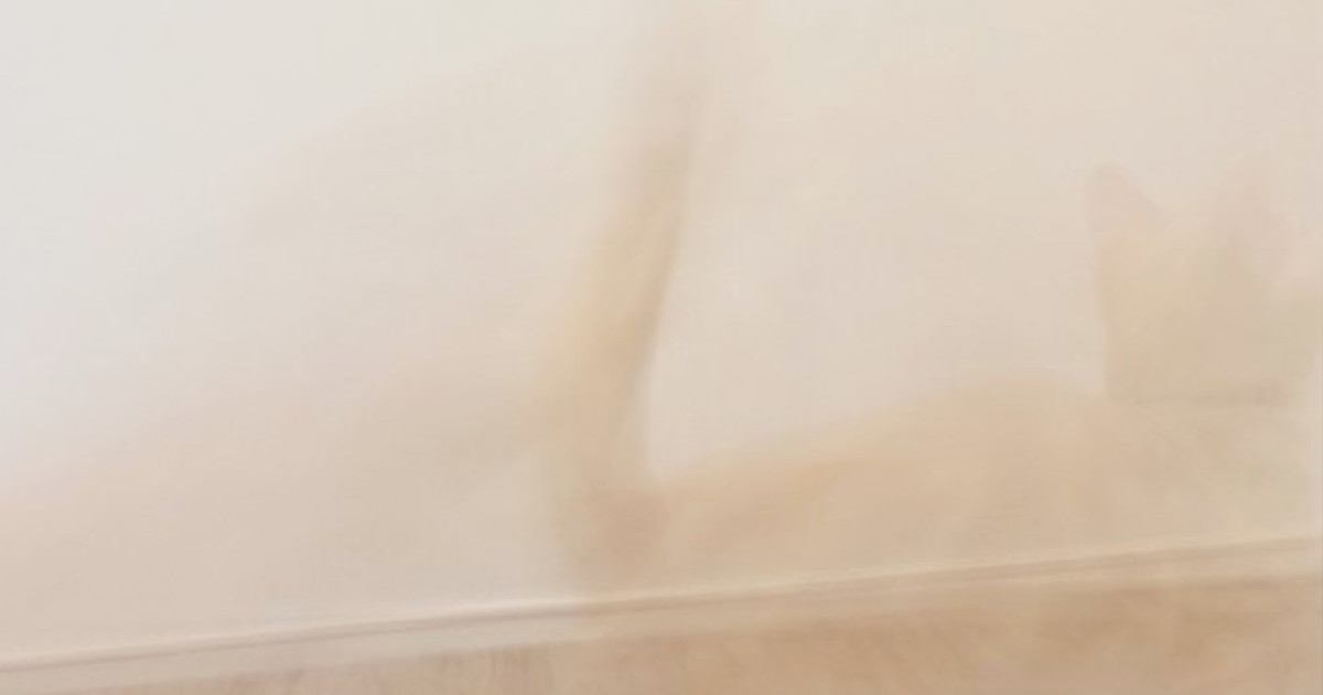 『部屋の中を元気に走り回る子猫』を撮影した結果…奇跡的な瞬間に２万いいねの反響「残像さえもかわいい」「心霊かなｗ」「うっすらと見える」