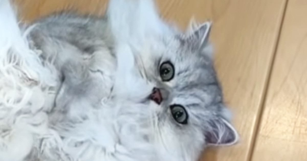 暑い夏、猫たちを見ると無防備な姿でくつろいでいて…「なんて可愛いんだろうｗ」「なんか感動した」微笑ましい光景に癒される人が続出