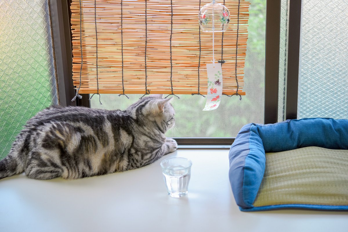 猫が心地よく過ごせる『夏の室内環境』のポイント3つ　暑さを和らげるコツや便利グッズもご紹介