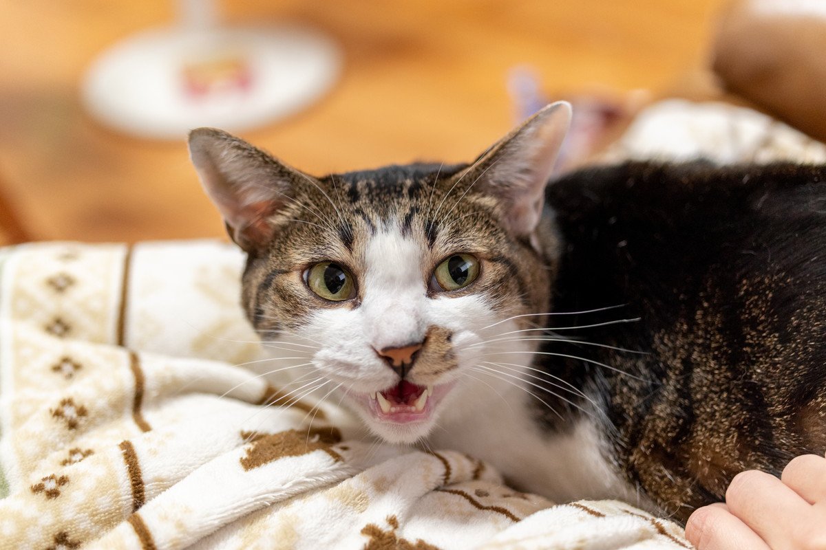 猫が『気まぐれ』な態度をみせる理由3つ　機嫌が左右される要因や上手な付き合い方のコツ