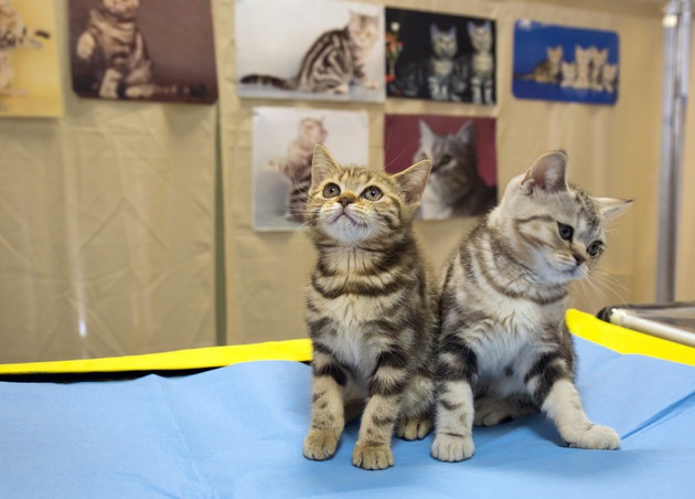 「ふれあい猫展」で世界中の猫たちと触れ合おう！内容や開催予定