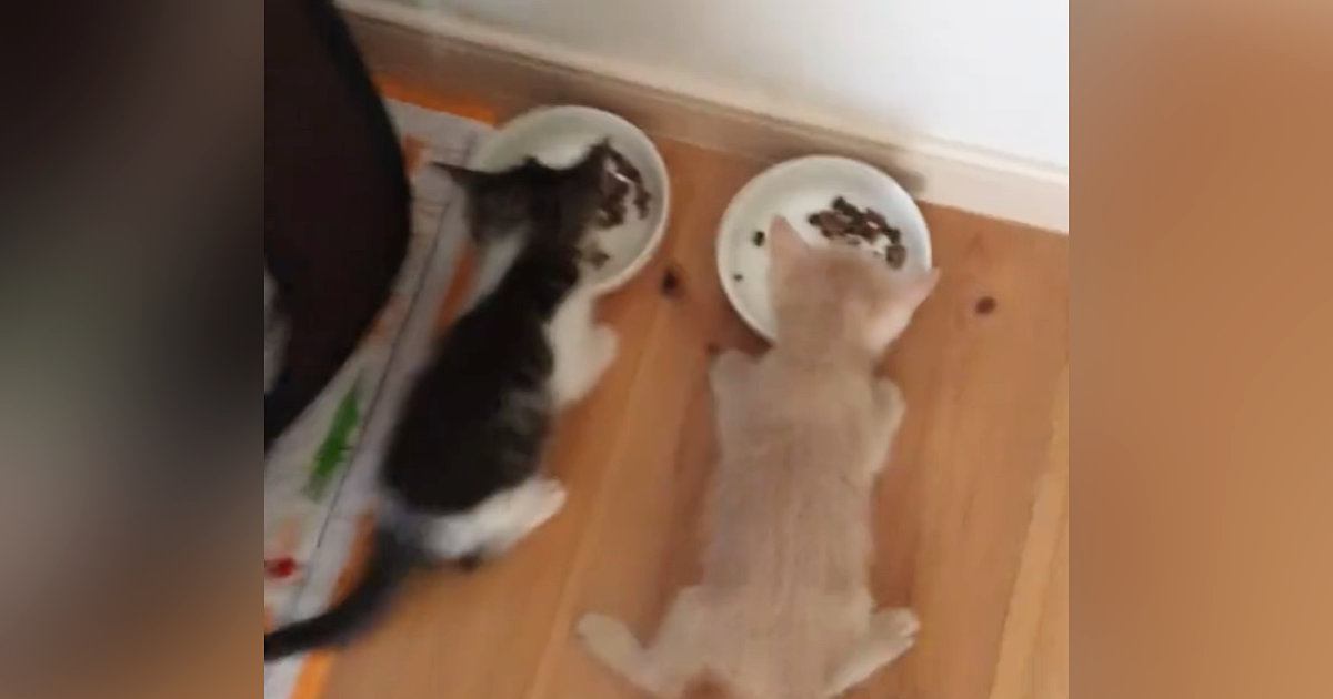 仲良く並んでごはんを食べる『2匹の赤ちゃん猫』を見ていると……可愛すぎる光景に「いつまでも見ていられる」「癒しでしかないｗ」と反響