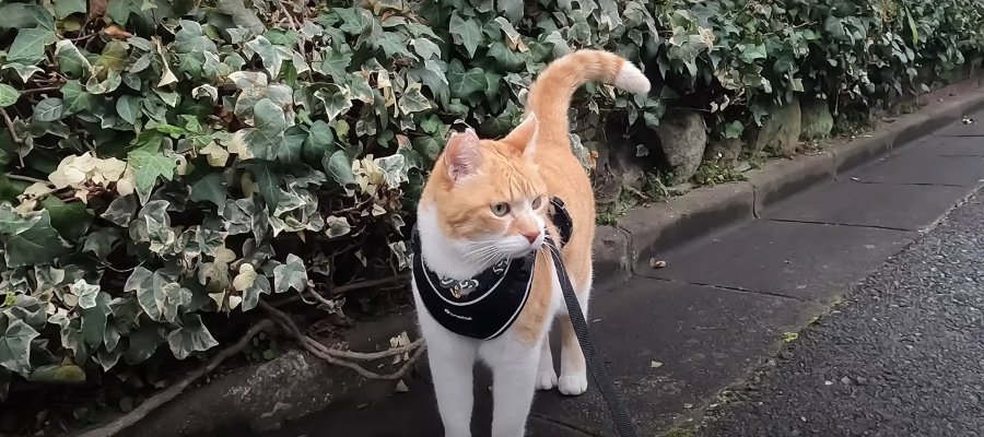 お散歩大好き猫ちゃん♡凛々しいお顔でいってきます！