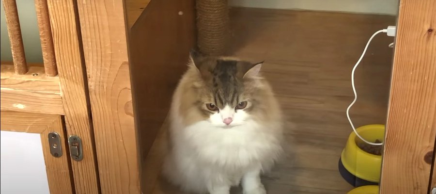 『寂しい…』初めてペットホテルでお泊まりした猫くん