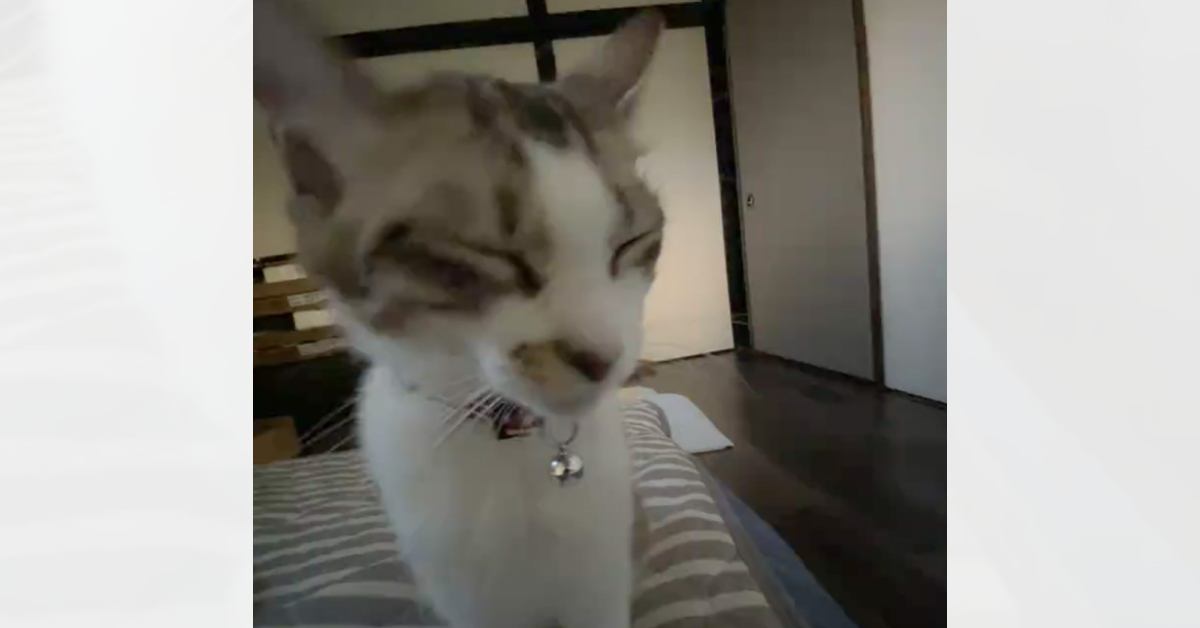 「可愛すぎて胸が苦しい」寝ぼけながらトコトコと歩いてきた子猫→予想外の行動に悶絶する人が続出「涙が出る」「抱きしめたい」と81万再生