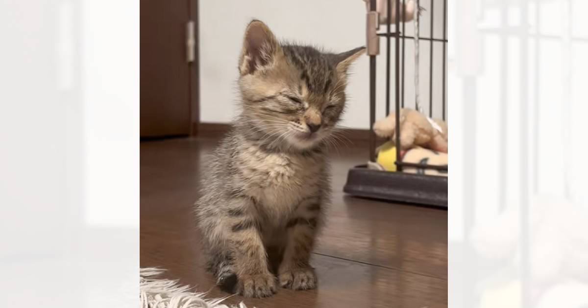 子猫『大きくなったら横になって寝るようになる』と思ったら…約1年後→まさかの光景に「もう1年後には立ってそう」「可愛すぎｗ」と33万再生