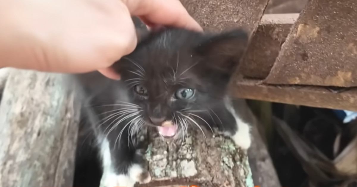 がれきの中で必死に鳴いていた『ひとりぼっちの子猫』と出会って…心温まる『保護の様子』に感動「本当にありがとう」「助かってよかった」＜海外＞