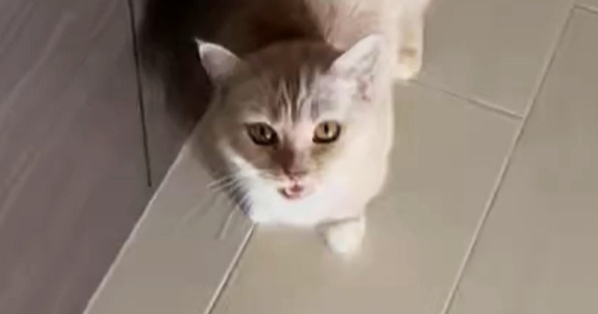 目の前でゴロンと転がろうとした猫→次の瞬間…まさかの展開と可愛すぎる表情に「顔が大好き」「初めて見るパターン」と67万表示