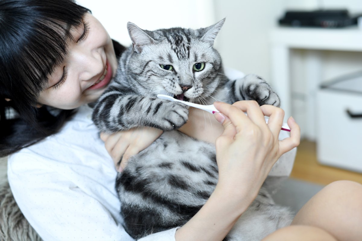 猫の歯にトラブルを招く『歯磨きの方法』3つ　逆効果になる理由や正しいケアのコツ