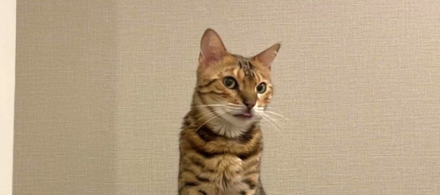 いつ気付く？放り出された猫ちゃんの舌べろ♪