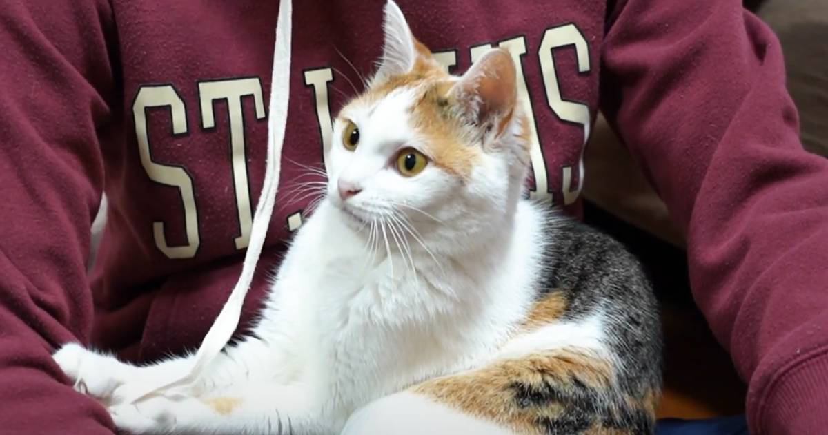 人見知りな三毛猫が…友達が遊びにやってくると→飼い主さんも大嫉妬な『まさかの光景』が20万再生「可愛すぎてやばい」「うらやましい」の声