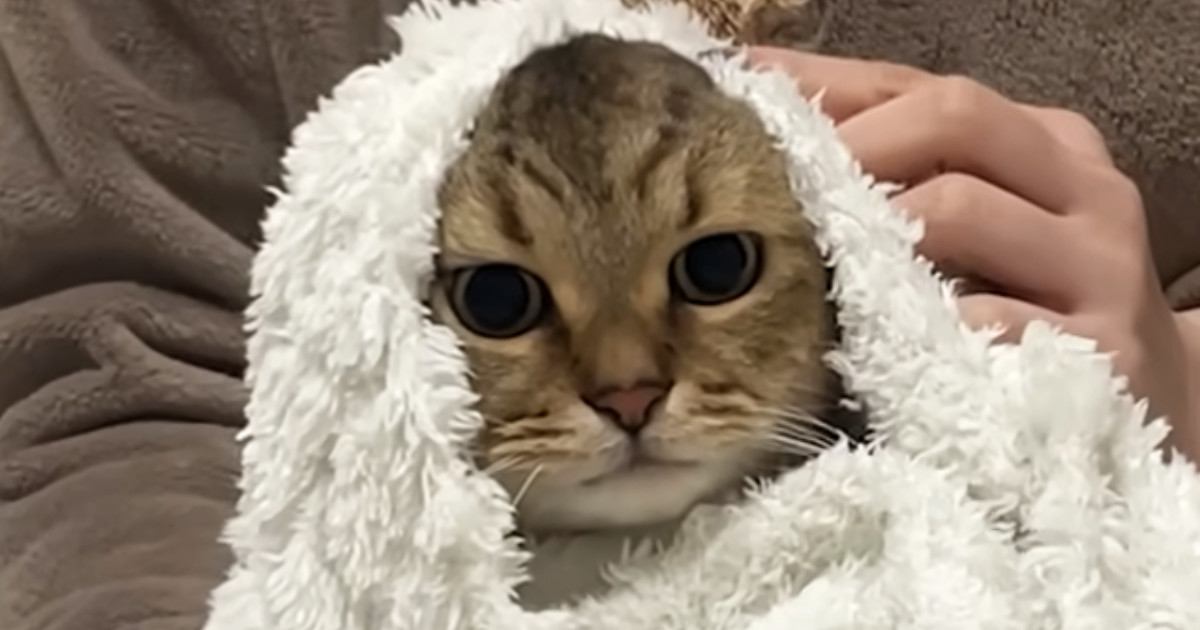 爪切りが嫌で『抵抗するネコ』→毛布で包んでみると……「可愛すぎるｗ」「湯上がり猫みたいにｗ」微笑ましい光景に癒される人続出