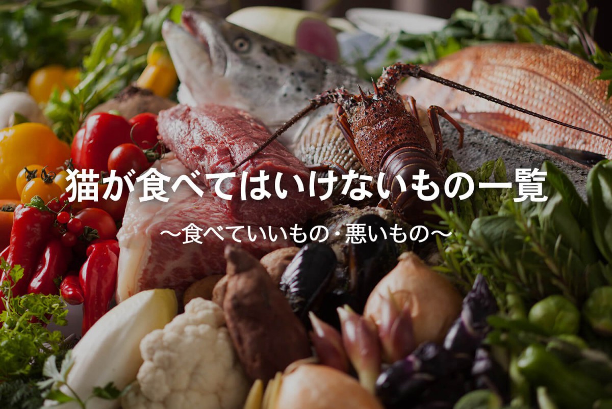 猫が食べてはいけないもの一覧｜危険な食べ物を解説