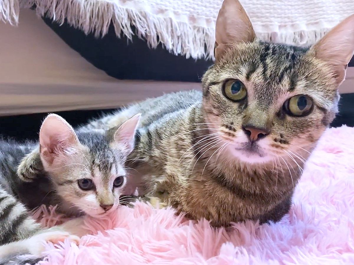 新入り赤ちゃん猫をかわいがる先住猫→愛がエスカレートしてしまい…まさかの『子猫の神対応』が23万再生「優しすぎる世界」「心が洗われた」
