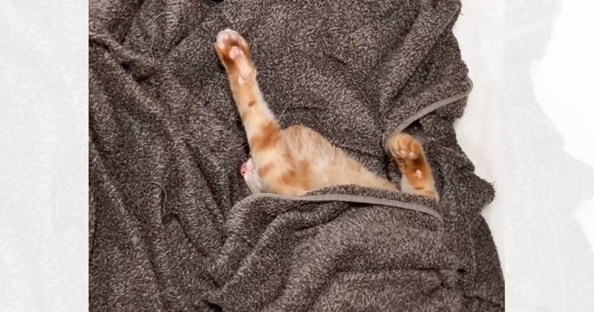 『猫が可愛い寝相で爆睡している』と思い顔を覗いてみたら…完全に想定外な『衝撃の表情』に爆笑する人が続出「ちょっと怖いｗ」「笑った」