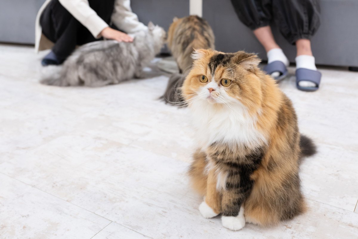 『猫カフェ』に行くなら知っておくべきNG行為5つ　身だしなみの注意点や守るべきマナーをご紹介