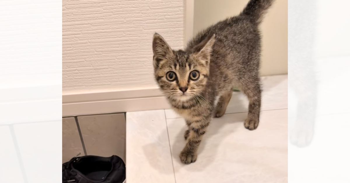 犬の散歩中にふらふらと歩く子猫と出会った結果…家に帰ると？→まさかの展開が355万再生「めちゃくちゃ犬いて笑った」「みんないい子で泣く」