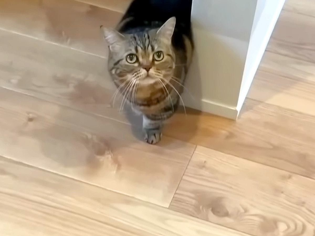 ご飯の時間になっても姿を見せない愛猫→心配して名前を呼ぶと、かすかに返事が……『思わぬ悲劇』に「焦りますね」「お返事できて偉い」