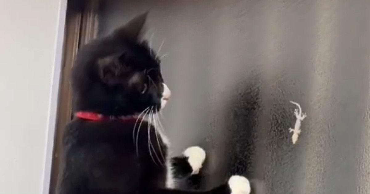 猫が『窓の外にいるヤモリ』を捕まえようとした結果…まさかの『動き』に20万いいね「裏に行きたい意思は伝わるｗ」「絶対中身ヒトでしょｗｗ」