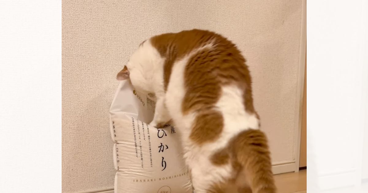 米不足解消のために？……お米の袋を前に猫が見せた『可愛すぎる行動』が64万再生「なぞるのが可愛くて笑った」「朝から爆笑してしまった」