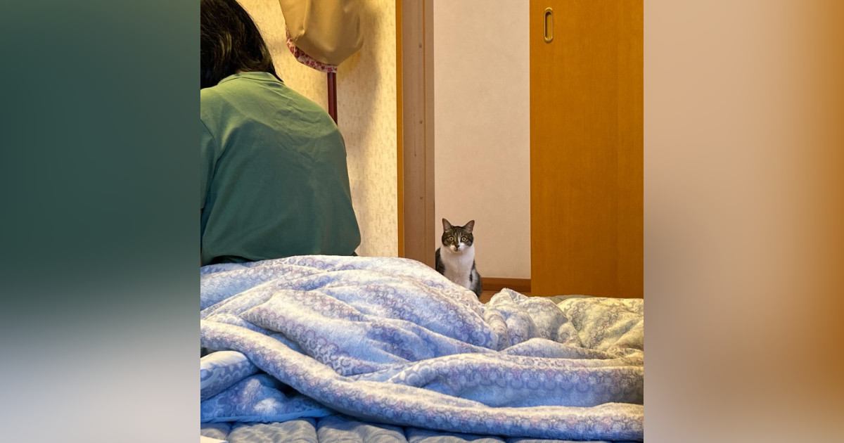 いつも寝ている部屋に『お客さん』が泊まっていたら、猫は…まさかの『リアクション』に１万いいね「めっちゃ見てるｗ」「可愛すぎｗ」