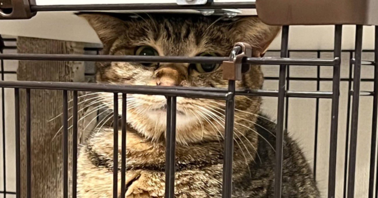トイレをしている猫→『姿勢』を見てみると…あまりにも珍しい『まさかのスタイル』が笑えると125万表示「むっちゃ爆笑した」「すごい器用ｗ」