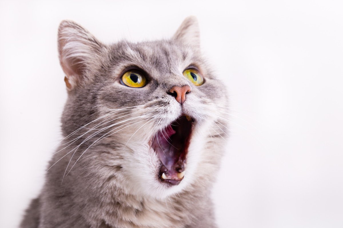 猫が『誤飲・誤食』したときの絶対NG行為3つ！正しい対処法も解説