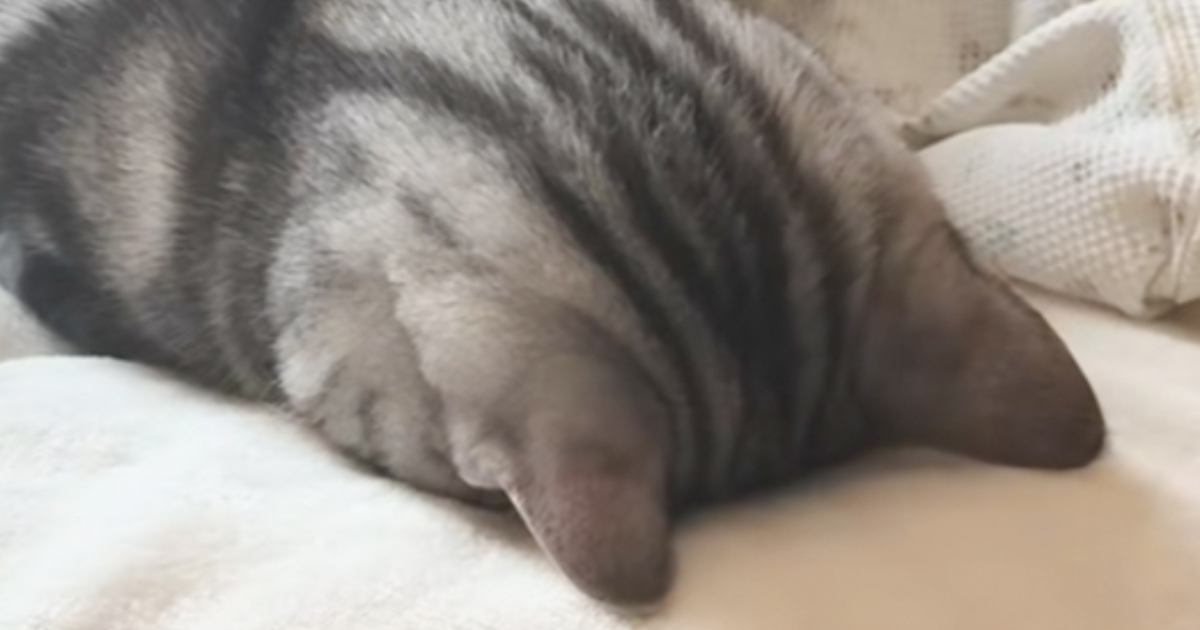 ベッドで気持ちよさそうに昼寝をしていた猫→100点満点な『姿勢』に「まさにごめん寝」「フォルムが愛おしすぎる」と101万再生の大反響