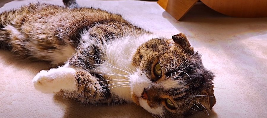 何気ない姿が可愛い！平和に過ごす猫ちゃんたち♡