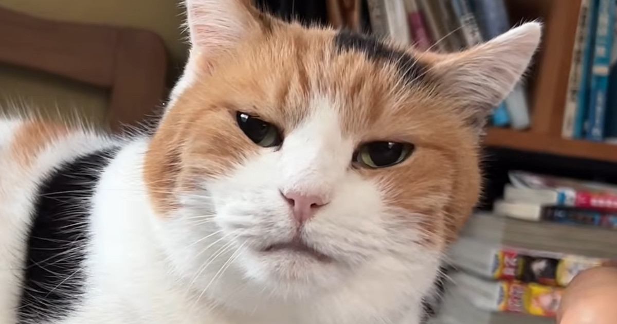 朝、目が覚めると『隣にいた甘えん坊の三毛猫』→飼い主が手を近づけたら…幸せ溢れる『朝のルーティン』に「なんて素敵」「うらやましい」の声