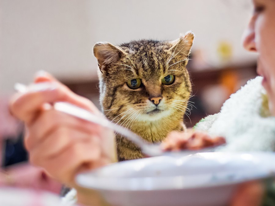 猫にとって理解できない飼い主の10の行動