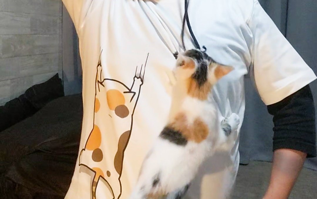 本物はどっち？しがみつく三毛猫Tシャツの夢コラボが話題！