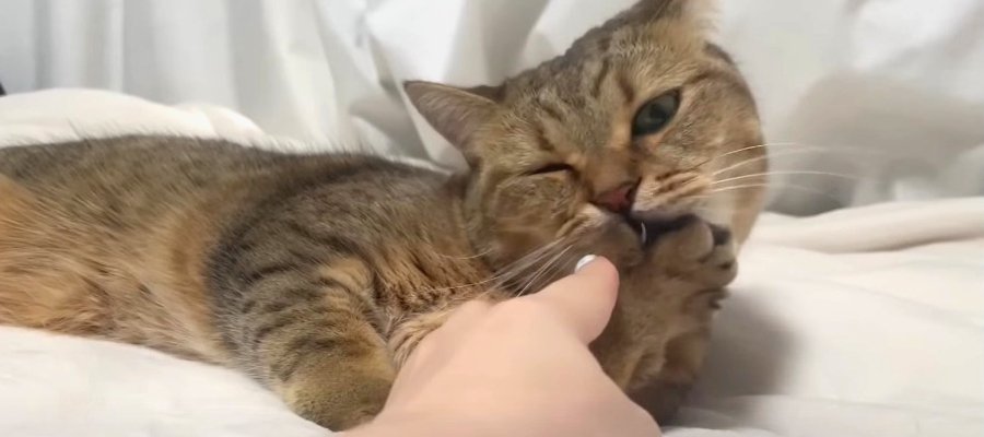 『毛づくろいされたい…』飼い主さんからのアピールに猫ちゃんの反応は？