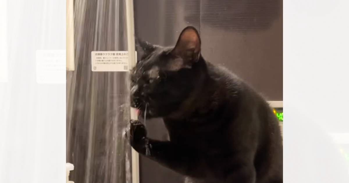 猫がシャワーのお湯を飲みだしたかと思ったら…修行増みたいなことをし出した『まさかの光景』が2万いいね「大胆すぎるｗｗｗ」「洗顔？ｗ」