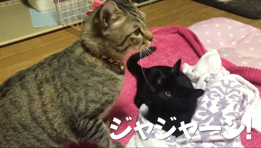 完璧に隠れたつもりだったのに…子猫に見つかりクエスチョン顔