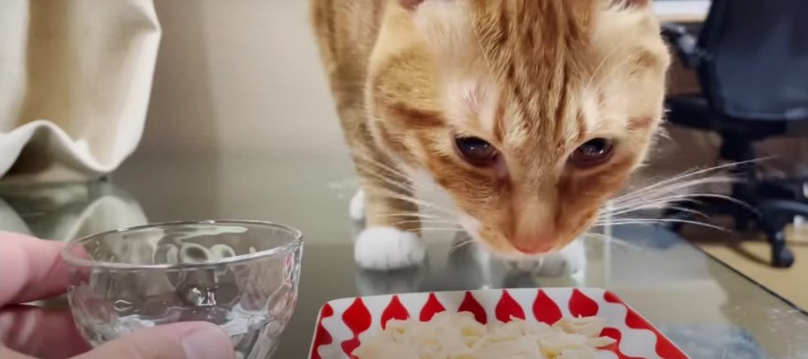 こっそり晩酌♪猫ちゃんと過ごす幸せな時間