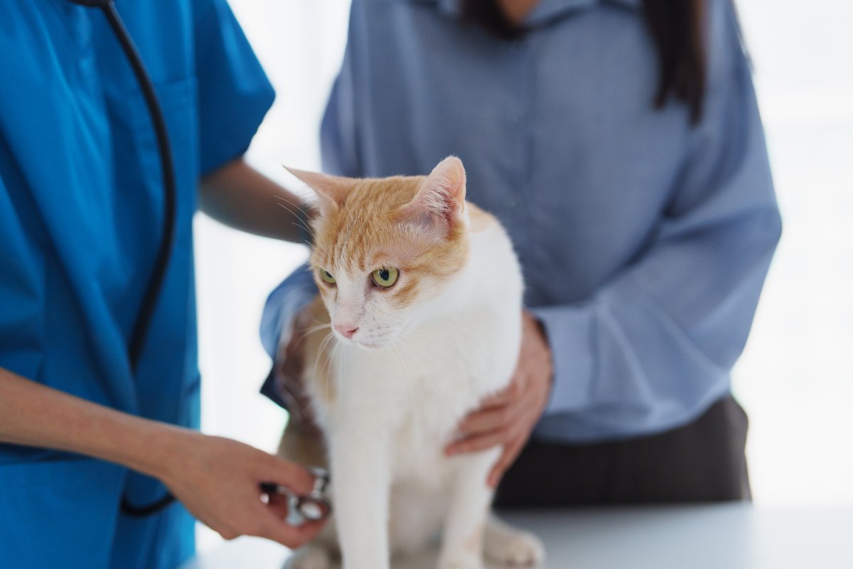 猫が発症すると『治らない病気』5つ　主な原因や症状や飼い主にできることを解説
