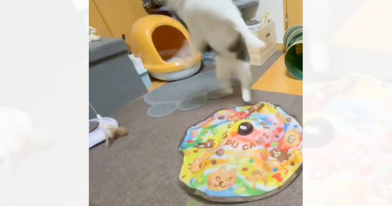 興奮しすぎて訳が分からなくなった猫→『部屋のドアを自分で開けようとした』次の瞬間…思わぬ展開に３万いいね「動きがすごいｗ」「最高」