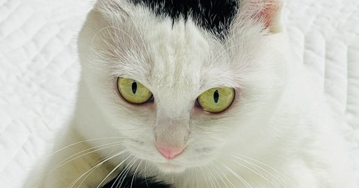 キリっとした表情をしている猫→しっぽを見ると……可愛すぎる瞬間に３万いいねの反響「ぬいぐるみかと思ったｗ」「顔がいいね」