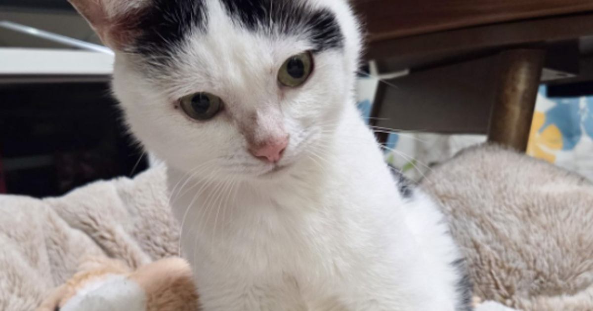 座っている猫→『膝』のあたりを見てみると……可愛すぎる『座り方』に3万8000いいね「心を撃ち抜かれた」「すりすりしたくなった」
