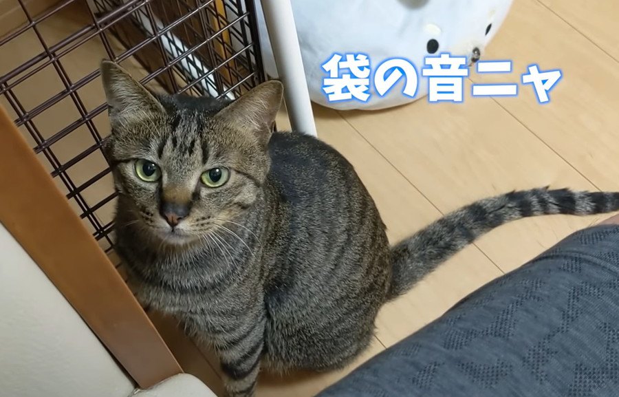 猫ちゃんの調査隊！ポケットの中身はなーんだ？